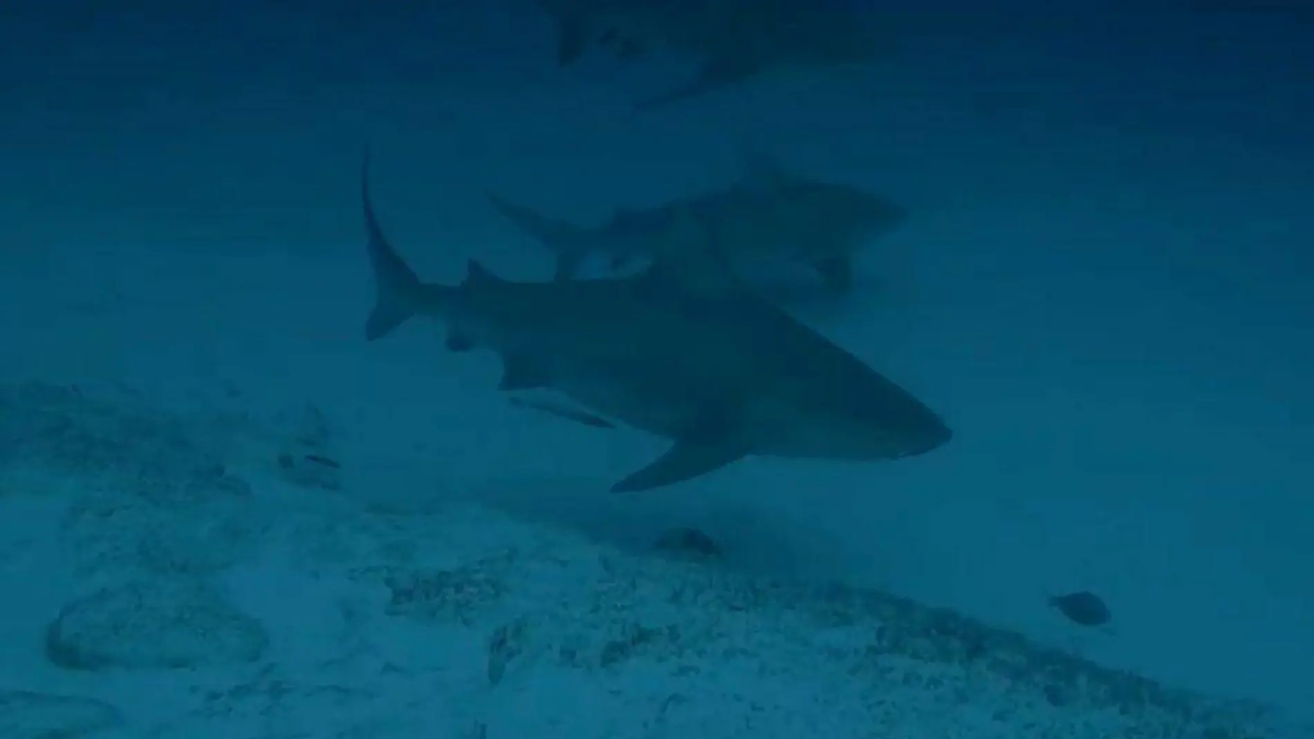 Tiburón toro en la playa Costa Azul